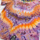 Imperial Sunrise Men’s Button Up - MD